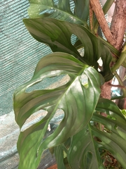 Monstera adansonii