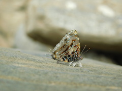 Catapaecilma major