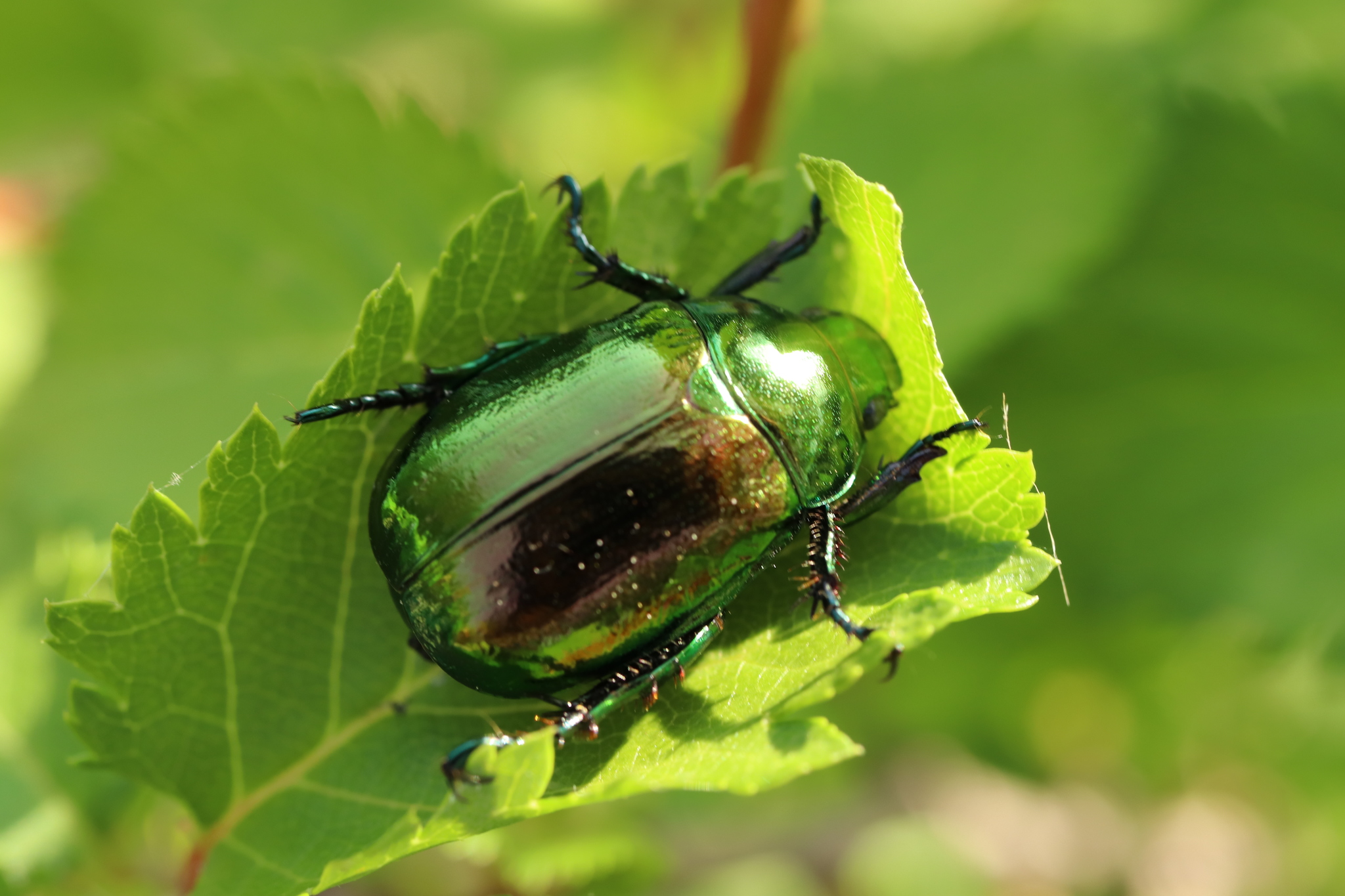 Mimela splendens (Gyllenhal, 1817)