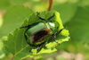 Japanese Fruit Beetle - Photo (c) Se Lena, some rights reserved (CC BY), uploaded by Se Lena