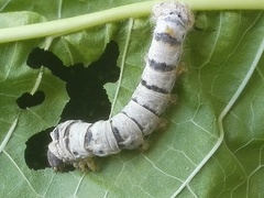 Bombyx mori