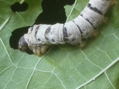 Bombyx mori