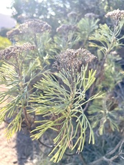 Hymenolepis crithmifolia