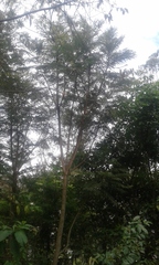 Jacarandeae
