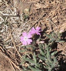 Phlox woodhousei