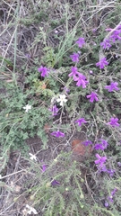 Jamesbrittenia pinnatifida
