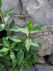 Centranthus ruber