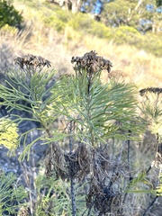 Hymenolepis crithmifolia