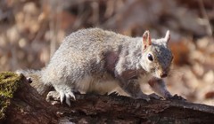 Notoedres centrifera