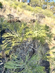 Hymenolepis crithmifolia
