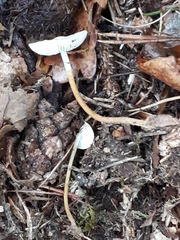 Strobilurus tenacellus