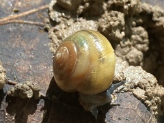 Gastrodontidae