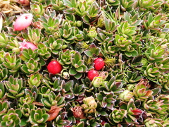 Disterigma empetrifolium