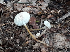 Strobilurus tenacellus