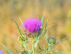 Cirsium ligulare