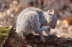 Notoedres centrifera