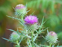 Cirsium ligulare