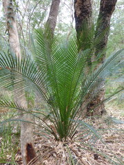 Macrozamia communis