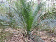 Macrozamia communis