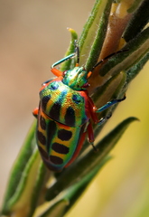 Calidea dregii