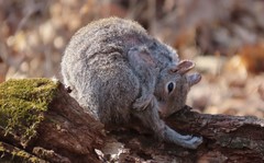 Notoedres centrifera