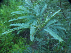 Prosopis alba