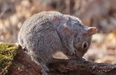 Notoedres centrifera