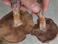 Thaxterogaster purpurascens