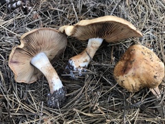 Thaxterogaster purpurascens