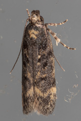Chionodes obscurusella