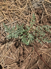 Lomatium nevadense