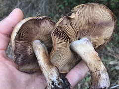 Thaxterogaster purpurascens