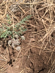 Lomatium nevadense