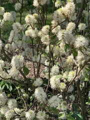 Fothergilla major