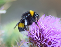 Bombus lucorum