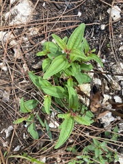 Miconia bicolor