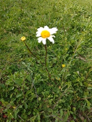 Leucanthemum vulgare