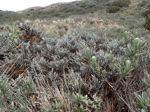 Andicolea thuyoides, photograph 5