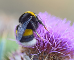 Bombus lucorum