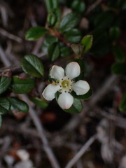 Cotoneaster morrisonensis
