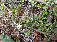 Cotoneaster morrisonensis