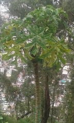 Vasconcellea × pentagona