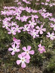 Phlox viscida
