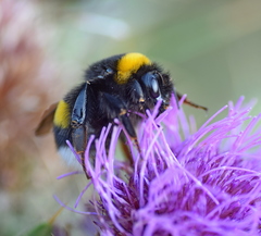 Bombus lucorum
