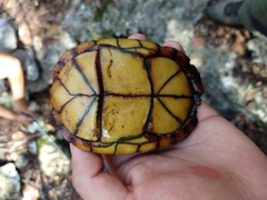 Kinosternon creaseri