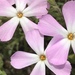 Sticky Phlox - Photo (c) Rachel Werling, some rights reserved (CC BY-NC), uploaded by Rachel Werling
