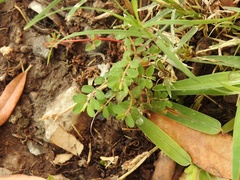 Euphorbia prostrata