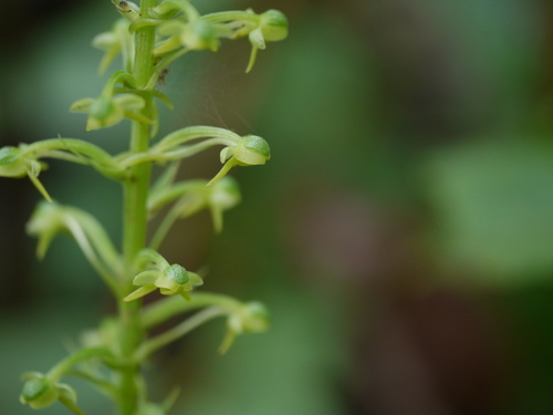 Habenaria ovalifolia Wight