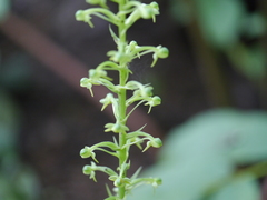 Habenaria furcifera