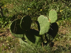 Opuntia megapotamica
